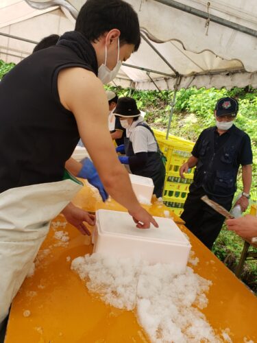 雪中酒出荷の様子